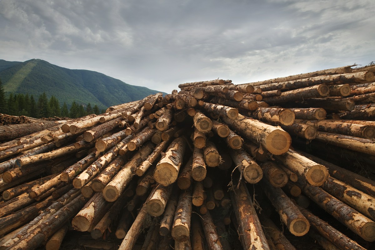 drewno kominkowe podhale